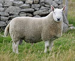 Cheviot Sheep